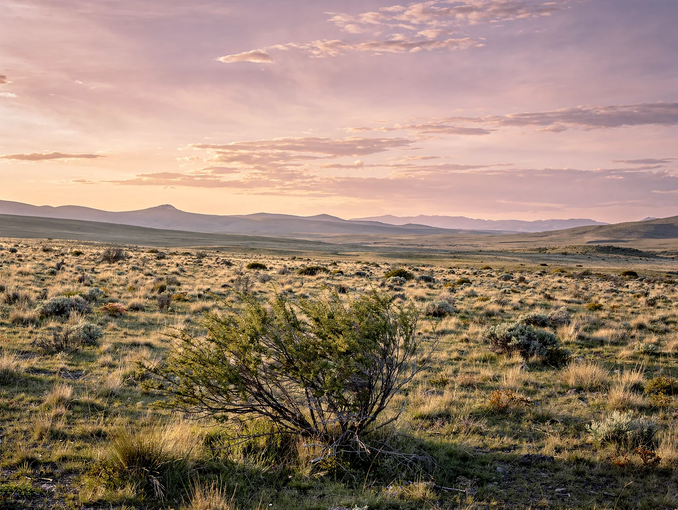 Golden steppe landscape in Patagonia